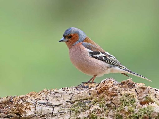 Common Chaffinch (Fringilla coelebs)