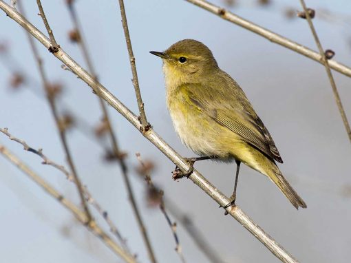 Common Chiffchaff (Phylloscopus collybita)