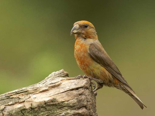 Common Crossbill (Loxia curvirostra)