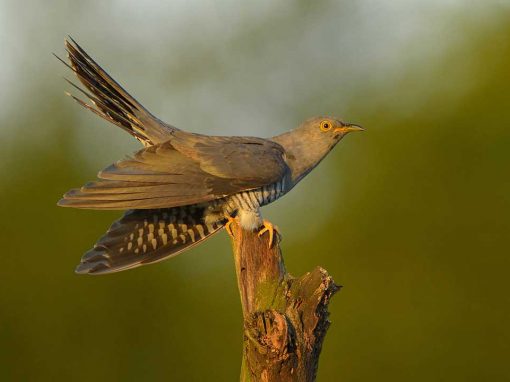 Common Cuckoo (Cuculus canorus)