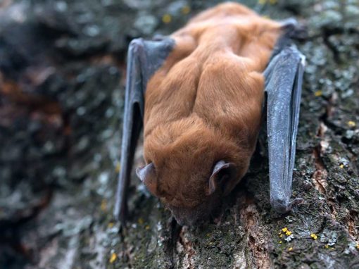 Common Noctule (Nyctalus noctua)