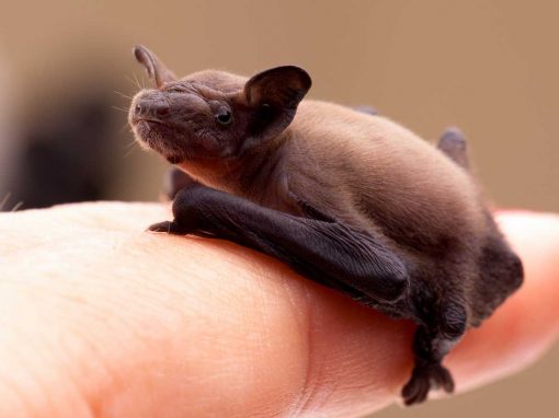 Common Pipistrelle (Pipistrellus pipistrellus)