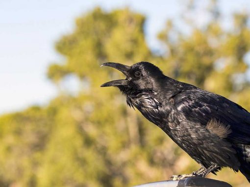 Common Raven (Corvus corax)