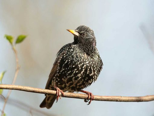 Common Starling (Sturnus vulgaris)