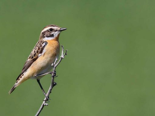 Stonechat (Saxicola torquata)