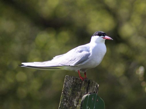 Common Tern (Sterna hirundo)