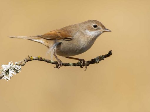 Common Whitethroat (Sylvia communis)