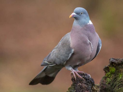 Common Woodpigeon (Columba palumbus)