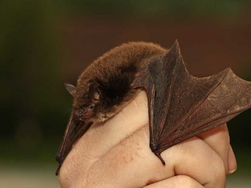 Daubenton’s Bat (Myotis daubentonii)