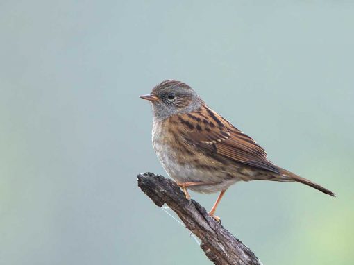 Dunnock (Prunella modularis)