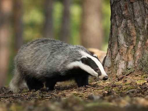 Eurasian Badger (Meles meles)