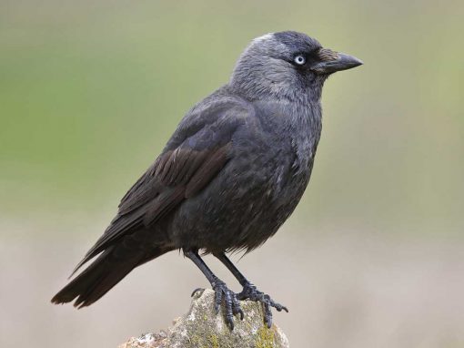 Jackdaw (Corvus monedula)