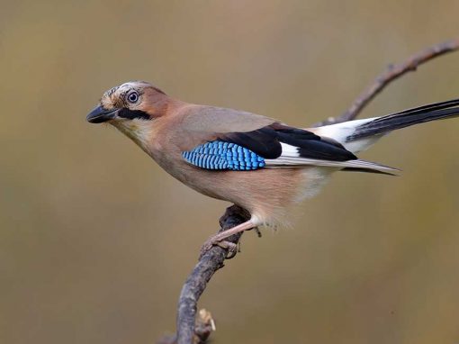 Eurasian Jay (Garrulus glandarius)