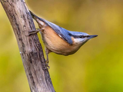 Eurasian Nuthatch (Sitta europaea)