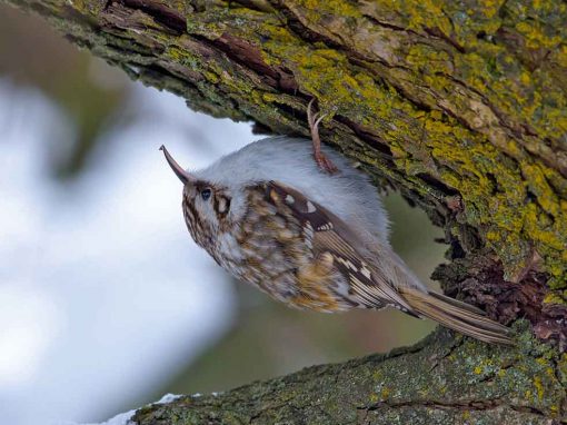 Eurasian Treecreeper (Certhia familiaris)