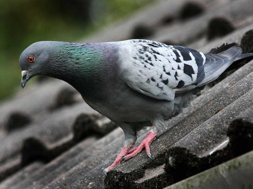 Feral Pigeon (Columba livia)