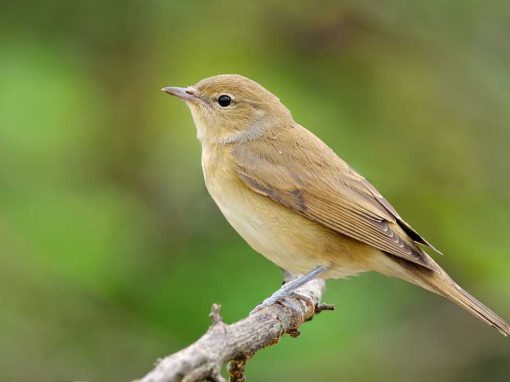 Garden Warbler (Sylvia borin)