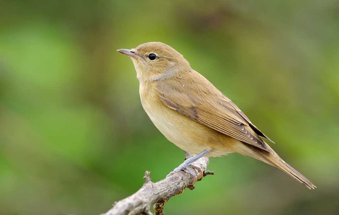 Garden-Warbler.jpg