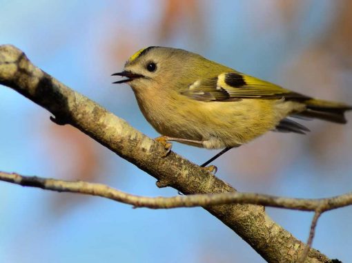 Goldcrest (Regulus regulus)