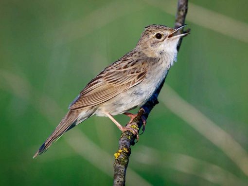 Grasshopper Warbler (Locustella naevia)