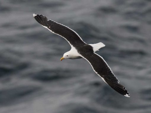 Great Black-backed Gull (Larus marinus)