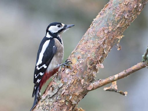 Great Spotted Woodpecker (Dendrocopos major)