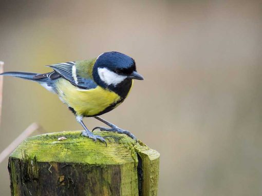 Great Tit (Parus major)