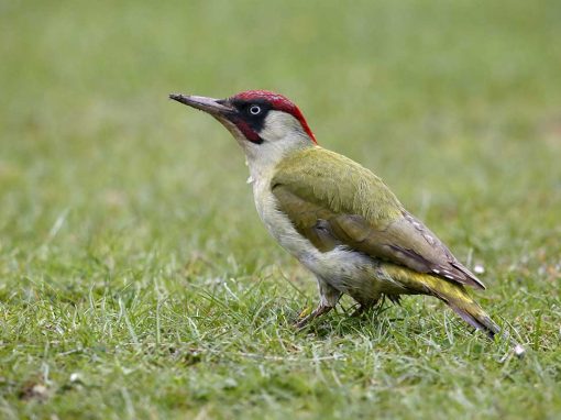 Green Woodpecker (Picus viridis)