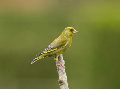 Greenfinch (Carduelis chloris)