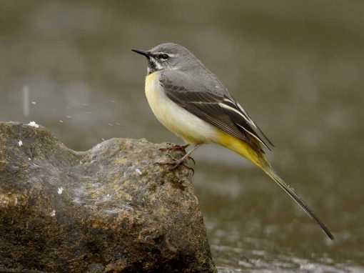 Grey Wagtail (Motacilla cinerea)