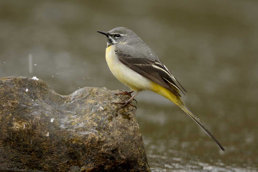 grey wagtail