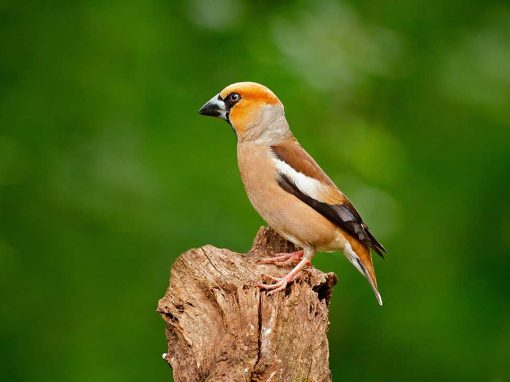 Hawfinch (Coccothraustes coccothraustes)