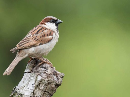 House Sparrow (Passer domesticus)