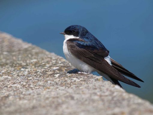 House Martin (Delichon urbicus)