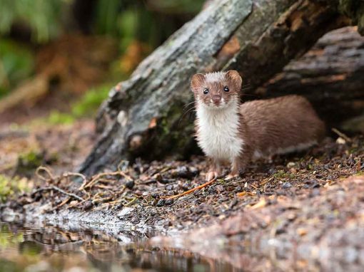 Least Weasel (Mustela nivalis)