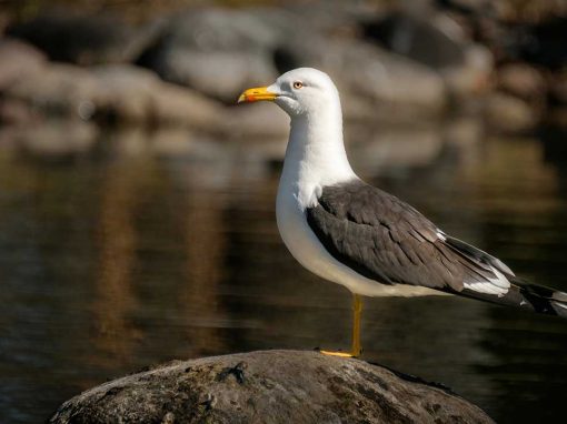 Lesser Black-backed Gull (Larus fuscus)