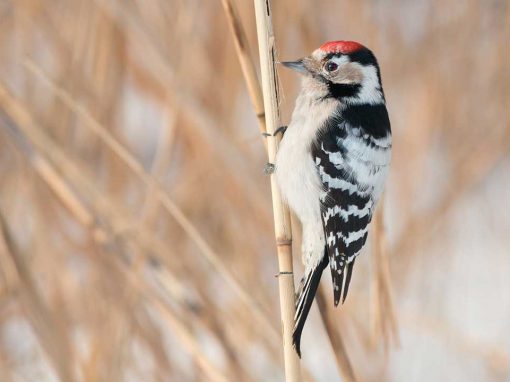 Lesser Spotted Woodpecker (Dendrocopos minor)