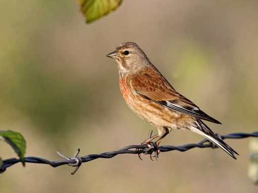 Linnet (Carduelis cannabina)