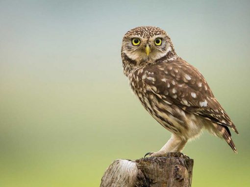 Little Owl (Athene noctua)