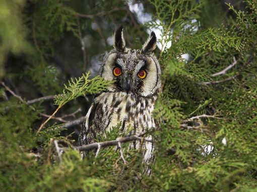 Long-eared Owl (Asio otus)