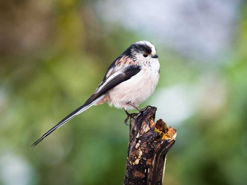 Long-tailed Tit (Aegithalos caudatus)