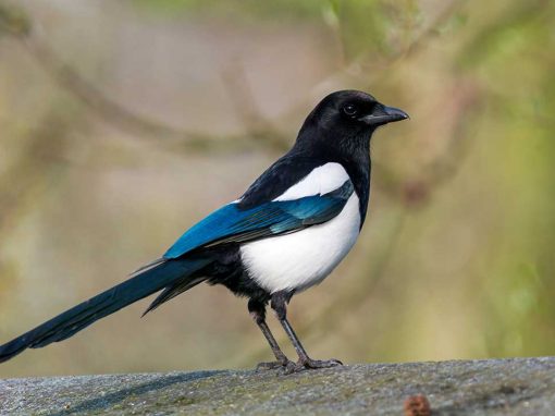 Magpie (Pica pica)