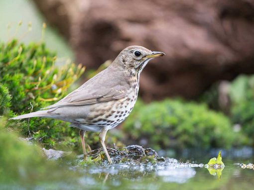 Mistle Thrush (Turdus viscivorus)