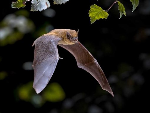 Nathusius’ Pipistrelle (Pipistrellus nathusii)