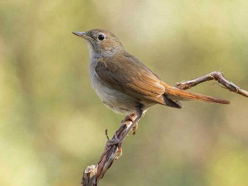 Nightingale (Luscinia megarhynchos)