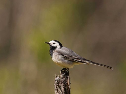 Pied Wagtail (Motacilla alba)