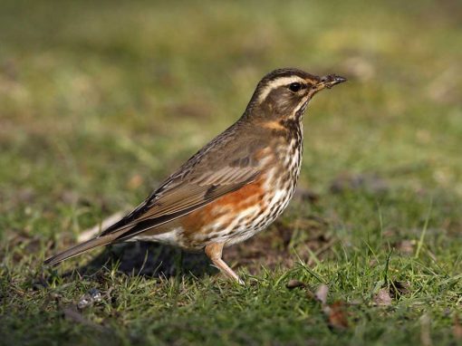 Redwing (Turdus iliacus)