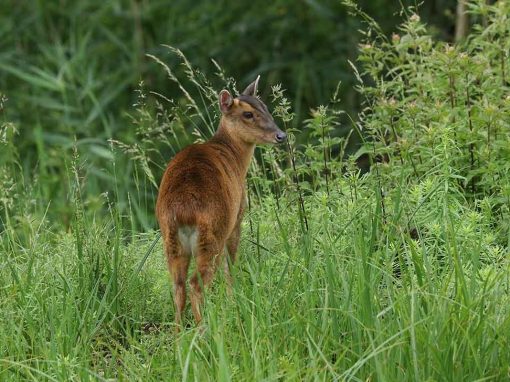 Reeves’ Muntjac (Muntiacus reevesi)