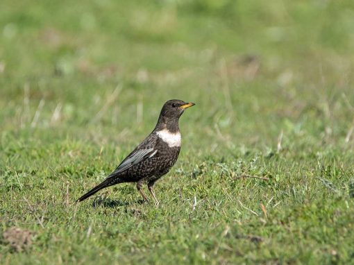 Ring Ouzel (Turdus torquatus)