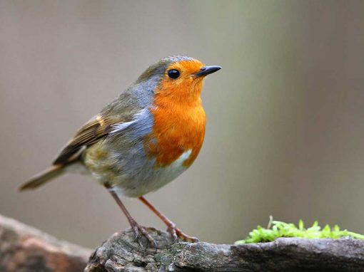 Robin (Erithacus rubecula)